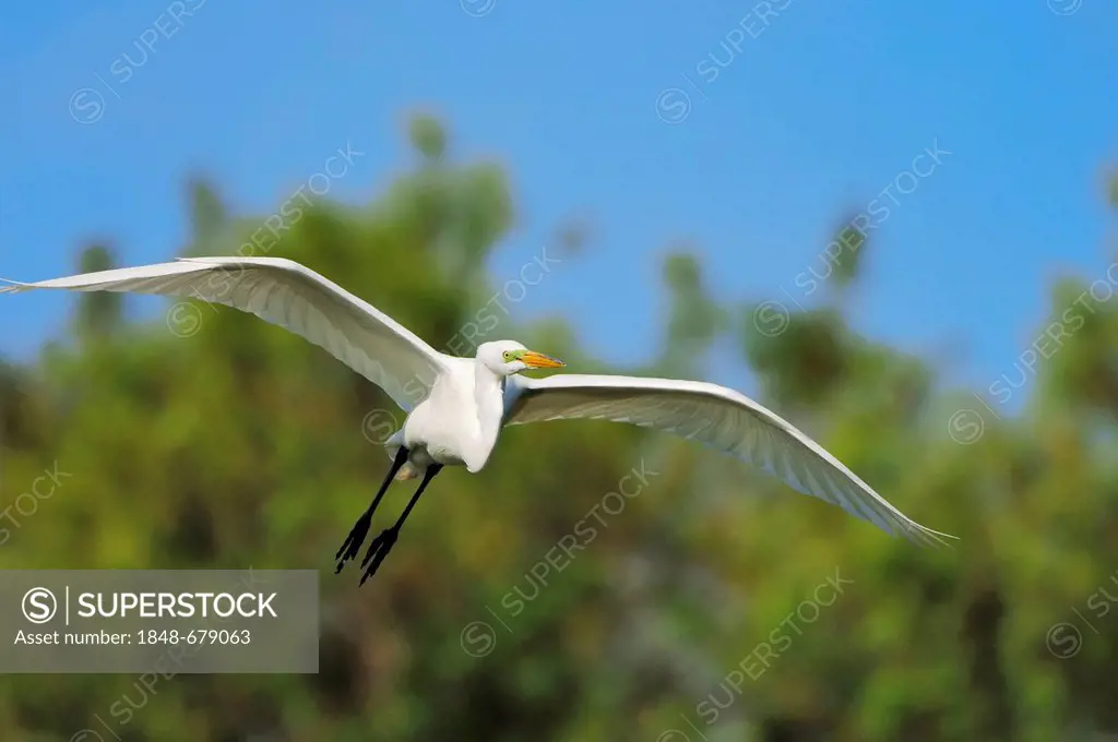 Great Egret or Great White Egret (Casmerodius albus, Egretta alba), in flight, Florida, USA