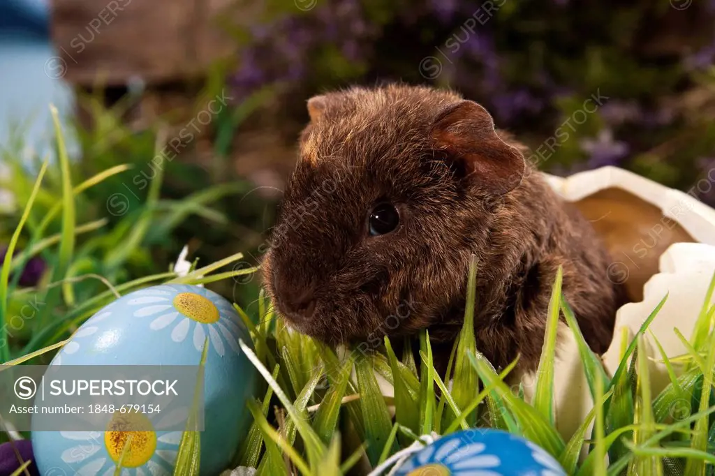 US Teddy guinea pig, young in an egg shell and Easter eggs
