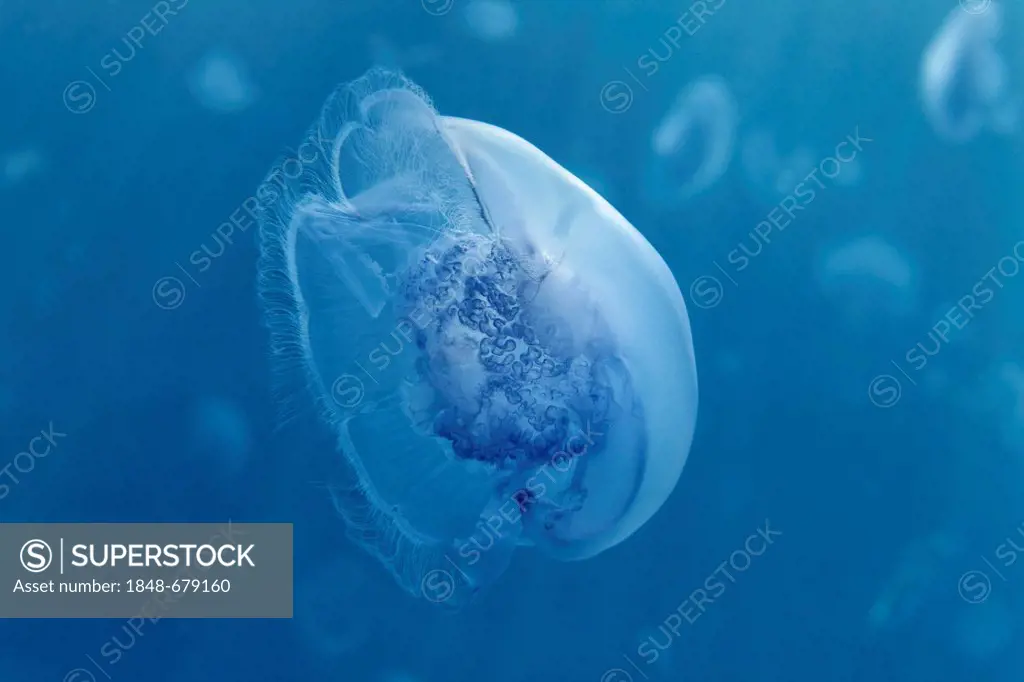 Common Jellyfish (Aurelia aurita), in blue, Makadi Bay, Hurghada, Egypt, Red Sea, Africa