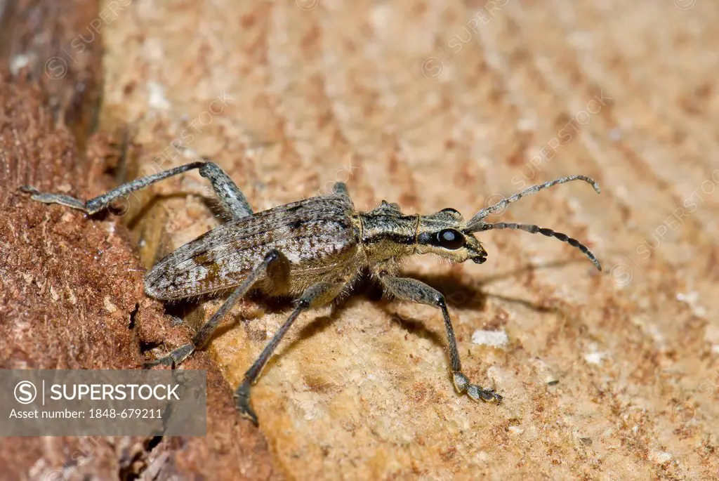 Ribbed pine borer (Rhagium inquisitor), Moenchbruch nature reserve, Hesse, Germany, Europe