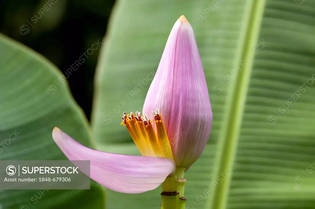 Flower of a Banana (Musa paradisiaca), La Reunion island, Indian Ocean
