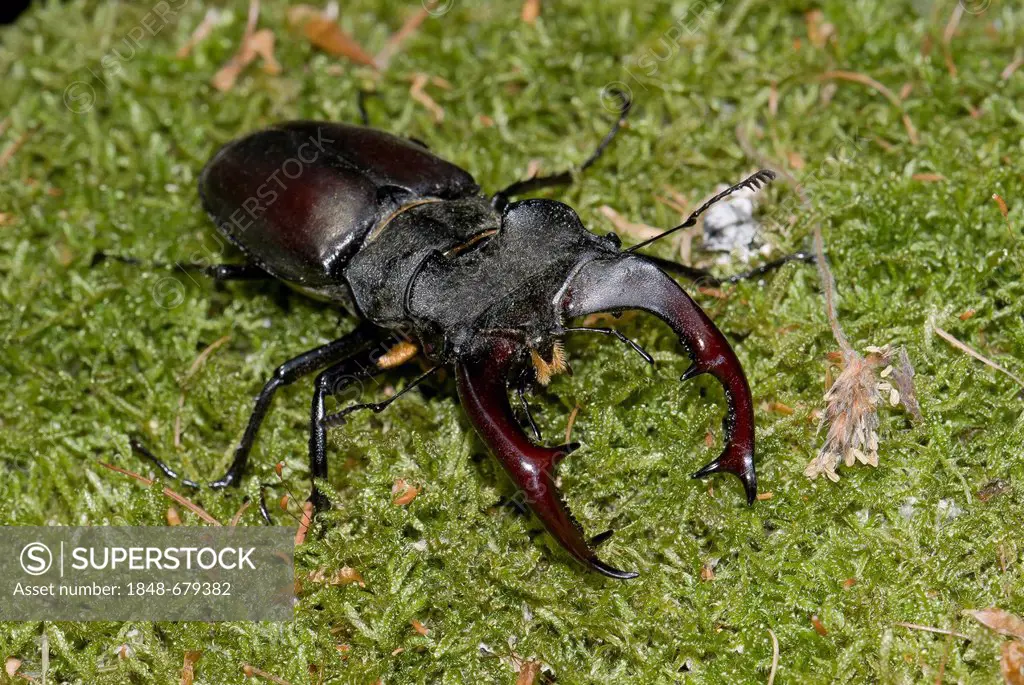 Stag beetle (Lucanus cervus), male, on moss, Dreieichenhain, Hesse, Germany, Europe