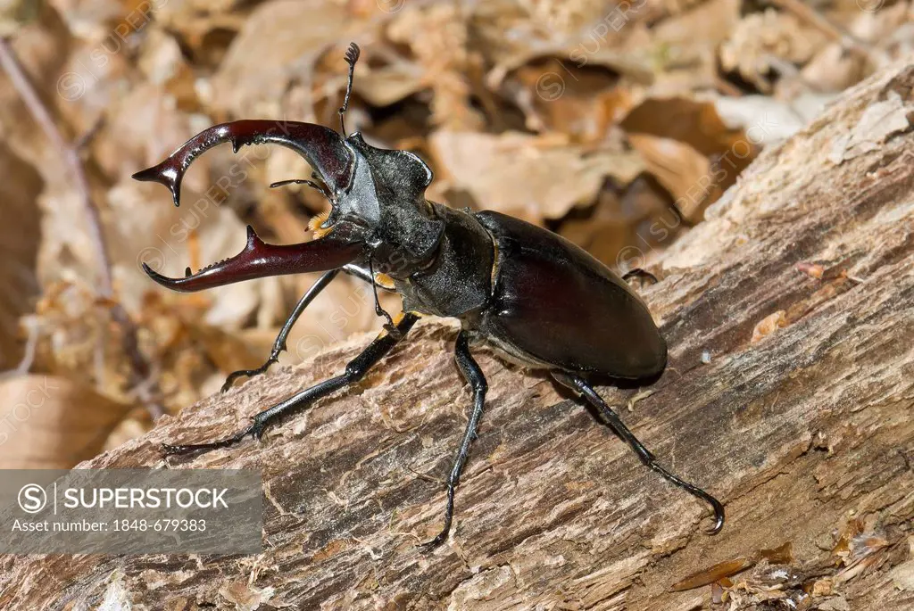 Stag beetle (Lucanus cervus), male in aggressive posture on wood, Dreieichenhain, Hesse, Germany, Europe