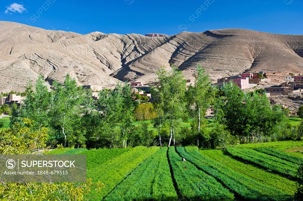 Typical landscape in the valley of the Dades River, small Berber village and cultivated fields, upper Dades Valley, High Atlas mountain range, Morocco...