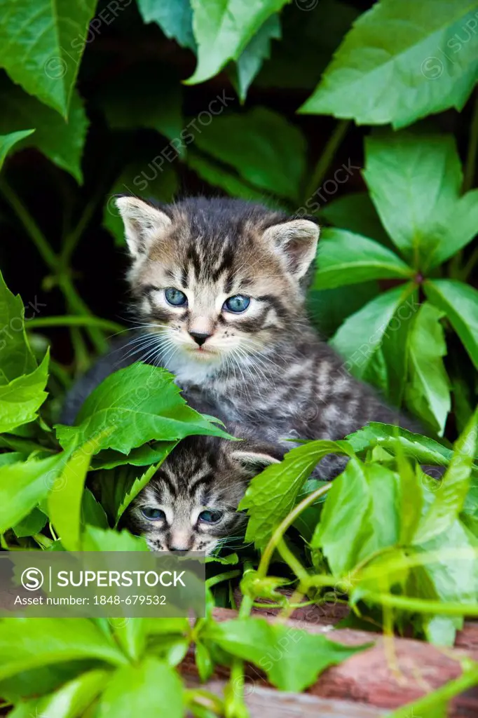 Two grey tabby kittens, North Tyrol, Austria, Europe