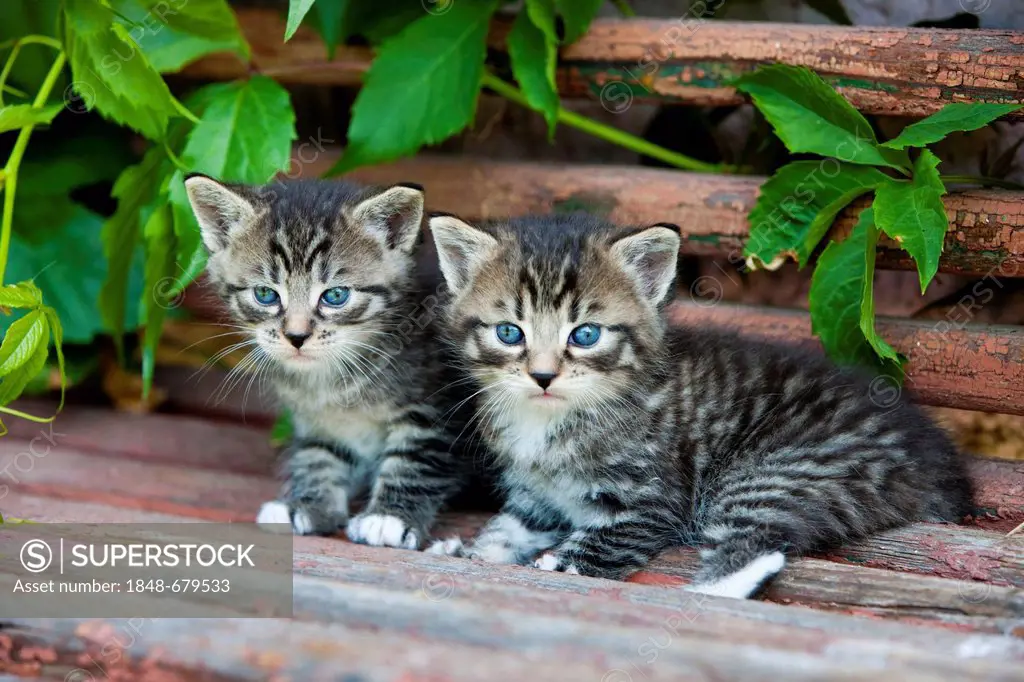 Two grey tabby kittens, sitting on a wooden bench, North Tyrol, Austria, Europe