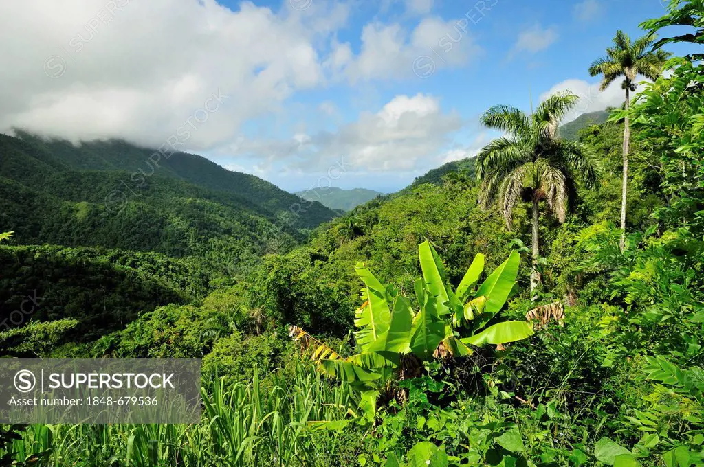 Landscape in Parque Nacional Turquino in the Sierra Maestra near Batholomé Masó, Cuba, Caribbean