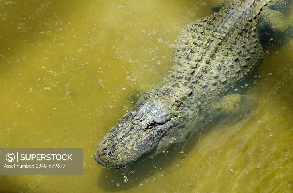 American alligator or gator (Alligator mississippiensis), Billie Swamp Critter Show, Big Cypress, Seminole-Country, Everglades, Florida, USA