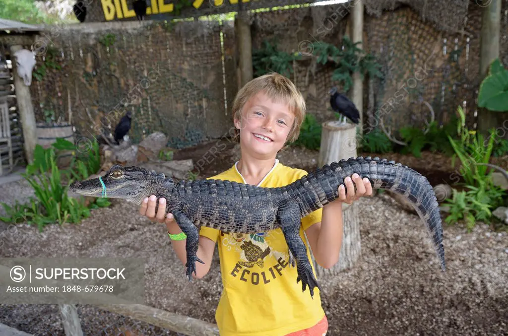 Tourist holding American alligator or gator (Alligator mississippiensis), Billie Swamp Critter Show, Big Cypress, Seminole-Country, Everglades, Florid...