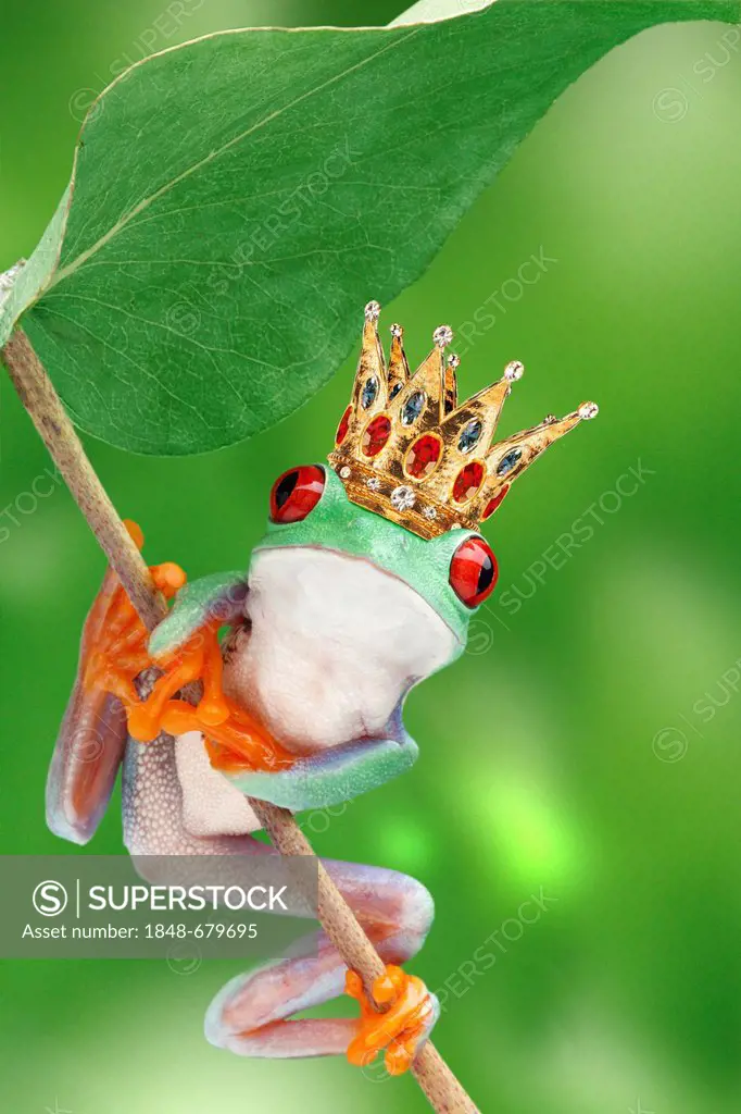 Frog wearing a golden crown, illustration