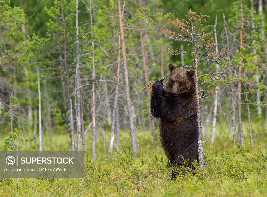 Brown Bear (Ursus arctos), Karelia, Finland, Europe