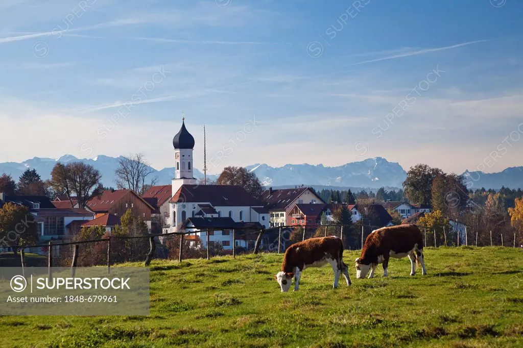 Iffeldorf, village near the Osterseen lakes with cows, Alps, Upper Bavaria, Bavaria, Germany, Europe