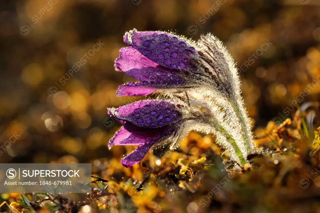 Pasque Flower (Pulsatilla vulgaris) with raindrops, contre jour, Swabian Mountains Biosphere Reserve, UNESCO World Heritage Site, Baden-Wuerttemberg, ...