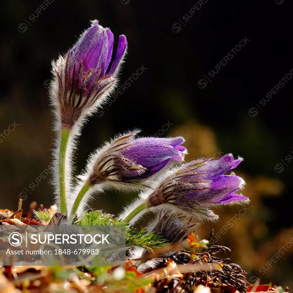 Pasque Flower (Pulsatilla vulgaris), flowering group, Swabian Mountains Biosphere Reserve, UNESCO World Heritage Site, Baden-Wuerttemberg, Germany, Eu...