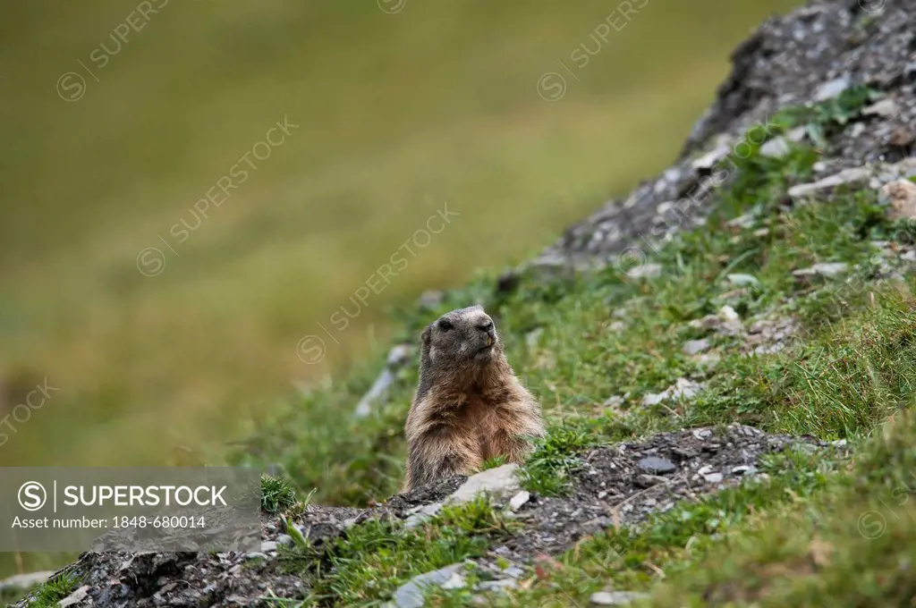 Alpine marmot (Marmota marmota) sitting next to its burrow, Averstal valley, canton of Grisons, Switzerland, Europe
