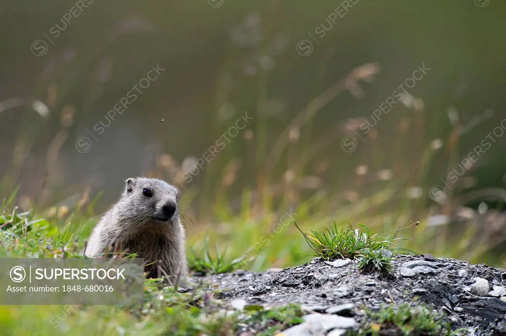 Alpine marmot (Marmota marmota) sitting next to its burrow, Averstal valley, canton of Grisons, Switzerland, Europe