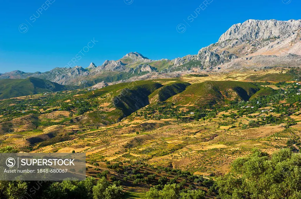 Typical mountain landscape with small fields and olive trees, Rif Mountains, northern Morocco, Morocco, Africa