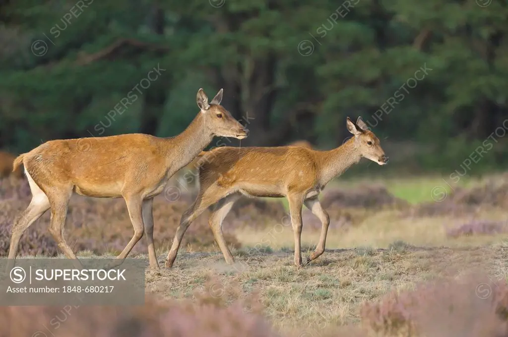 Red Deer (Cervus elaphus), hinds, Netherlands, Europe