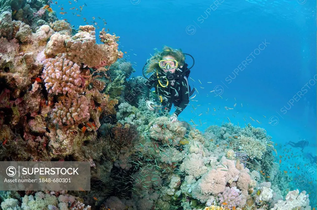 Diver and Glassfish (Parapriacanthus guentheri), Red Sea, Egypt, Africa