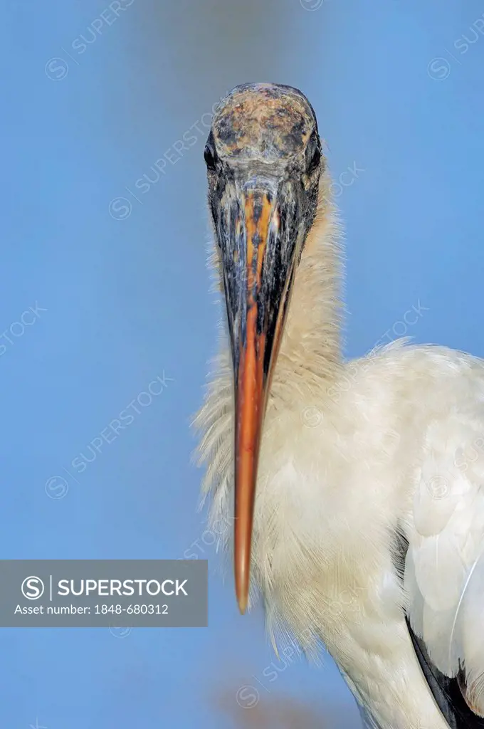 Wood Stork (Mycteria americana), portrait, Everglades National Park, Florida, USA