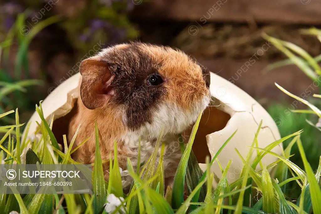 US Teddy guinea pig, young in an egg shell