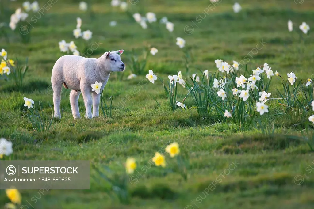 Domestic sheep (Ovis orientalis aries), lamb, Texel, The Netherlands, Europe