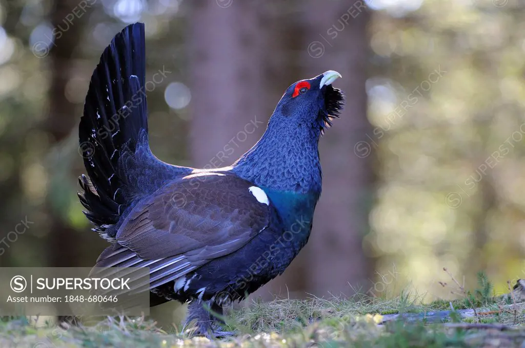 Wood Grouse, Heather Cock or Capercaillie (Tetrao urogallus), displaying a courtship ritual, Vaestergoetland, Sweden, Scandinavia, Europe