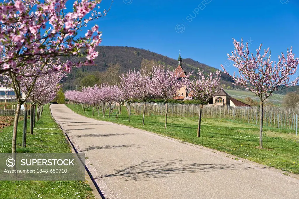 Flowering almond trees (Prunus dulcis), Geilweilerhof Institute for Grape Breeding, Siebeldingen, Suedliche Weinstrasse district, Palatinate region, R...