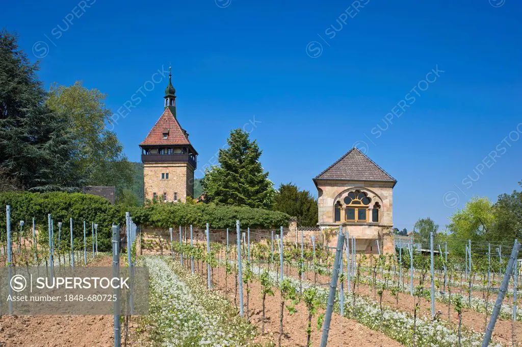 Geilweilerhof Institute for Grape Breeding, Siebeldingen, Suedliche Weinstrasse district, Palatinate region, Rhineland-Palatinate, Germany, Europe