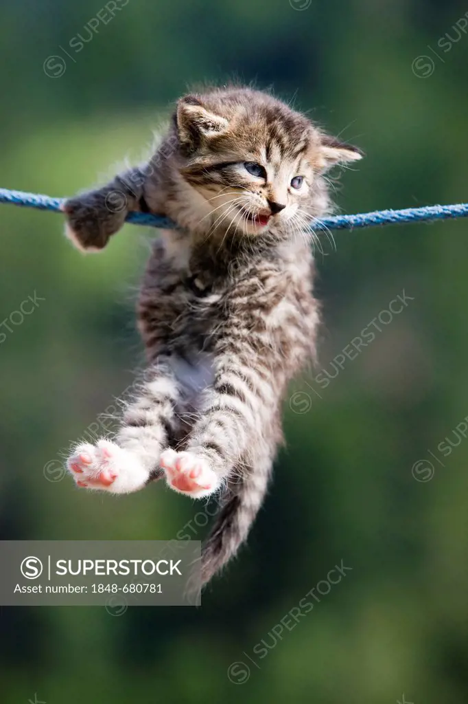 Grey tabby kitten hanging on a clothesline, North Tyrol, Austria, Europe