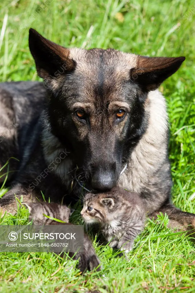 German shepherd dog and a grey tabby kitten lying together in the grass, North Tyrol, Austria, Euopa