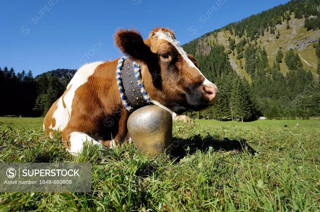 Cow wearing a cow bell lying in a meadow, cattle drive, Tannheim, Tannheimer Tal valley, Tyrol, Austria, Europe