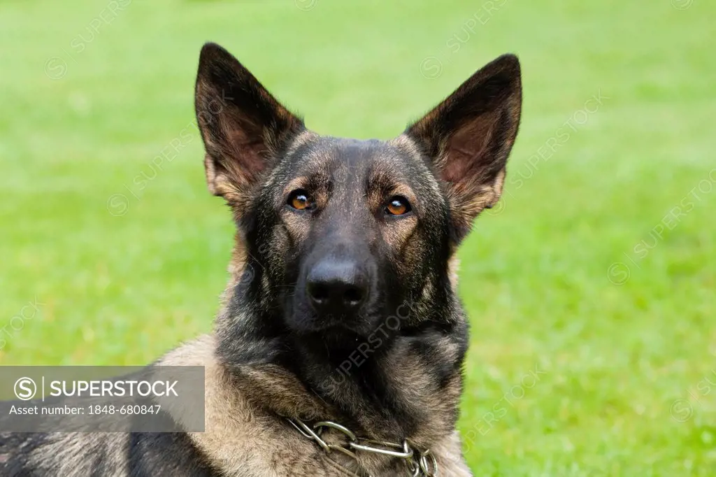 German shepherd dog, Alsatian, portrait