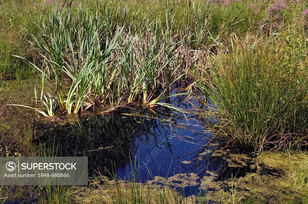 Pond in the marsh biotope, bulrush (Typha), Moormuseum Moordorf museum, near Aurich, Suedbrookmerland, East Frisia, Lower Saxony, Germany, Europe