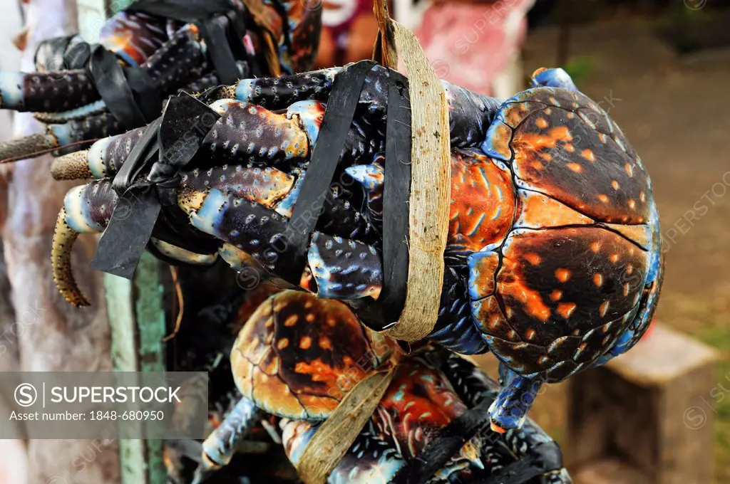 Coconut crabs tied up at a market stall, Papeete, Tahiti, Society Islands, French Polynesia, Pacific Ocean