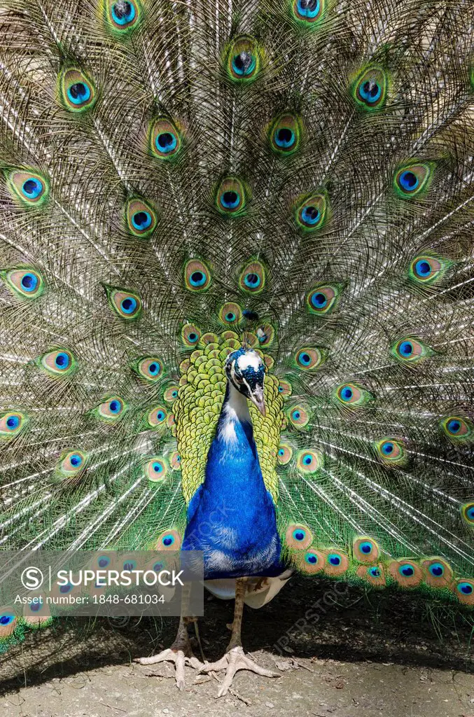 Displaying peacock, Indian Peafowl (Pavo cristatus mut. pied), male, Germany, Europe