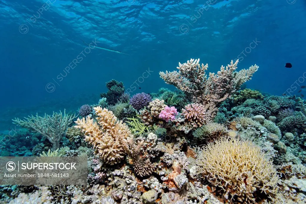 Typical stone coral reef with various stone corals (Sceleractinia), Makadi Bay, Hurghada, Egypt, Red Sea, Africa