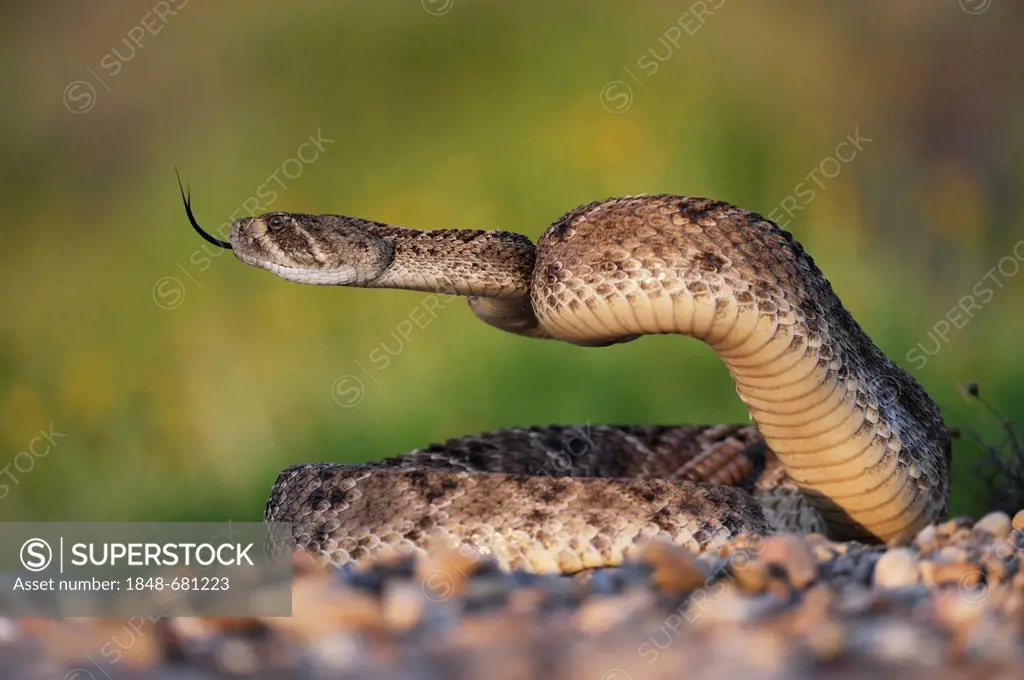 Western Diamondback Rattlesnake (Crotalus atrox), adult in striking pose, Laredo, Webb County, South Texas, USA, America