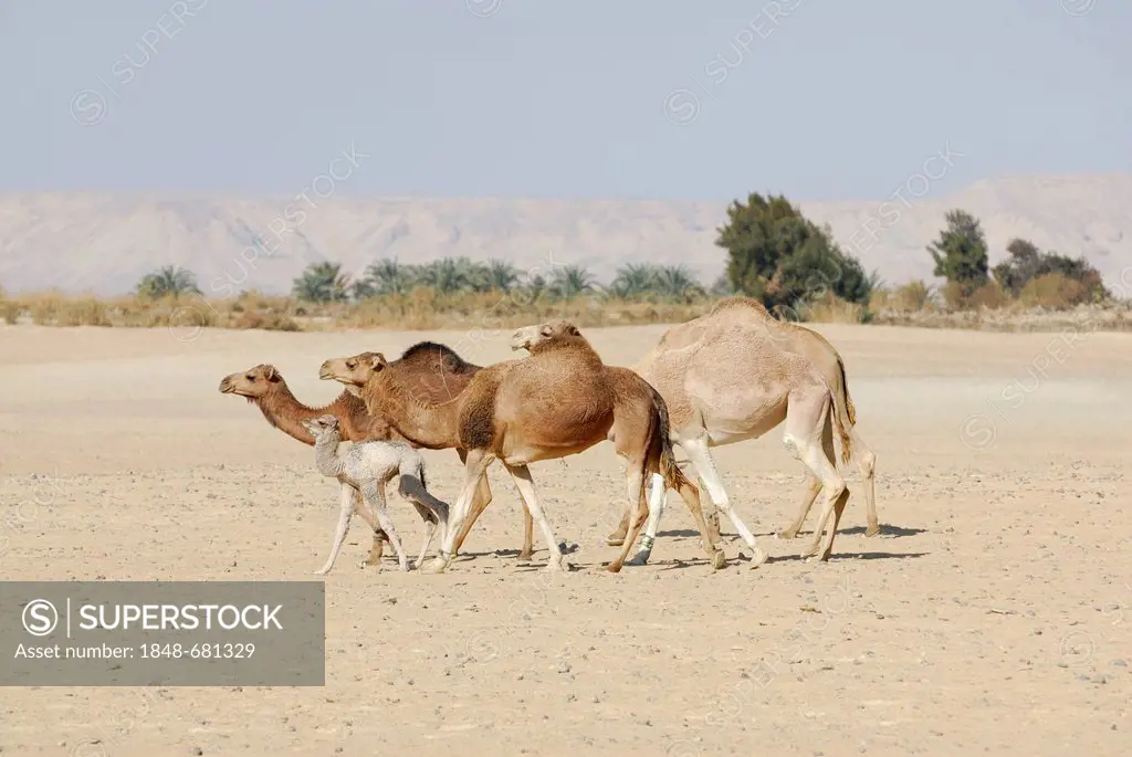 Walking dromedaries (Camelus dromedarius), near the Farafra Oasis, Western Desert, Egypt, Africa