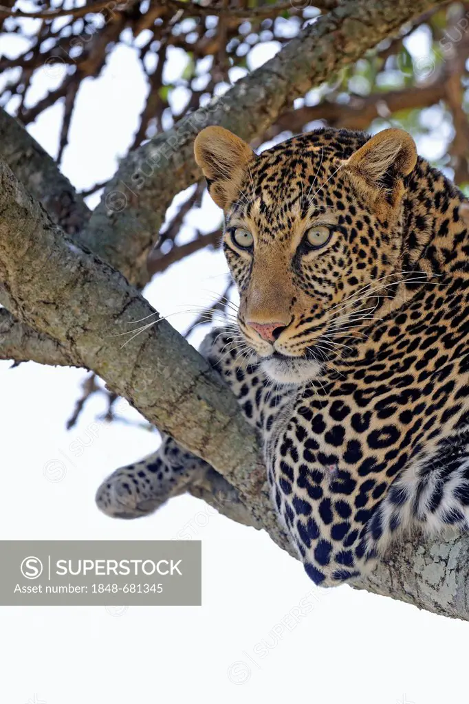 Leopard (Panthera pardus), resting on a branch of a fig tree, Maasai Mara National Reserve, Kenya, eastern Africa, Africa