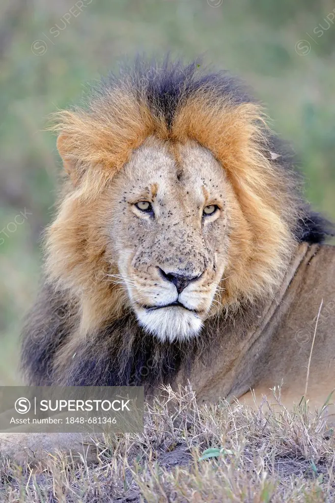 Lion (Panthera leo), old male, portrait, Maasai Mara National Reserve, Kenya, eastern Africa, Africa