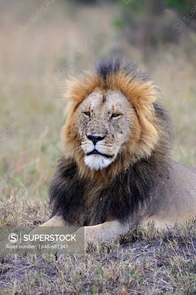 Lion (Panthera leo), old male, portrait, Maasai Mara National Reserve, Kenya, eastern Africa, Africa