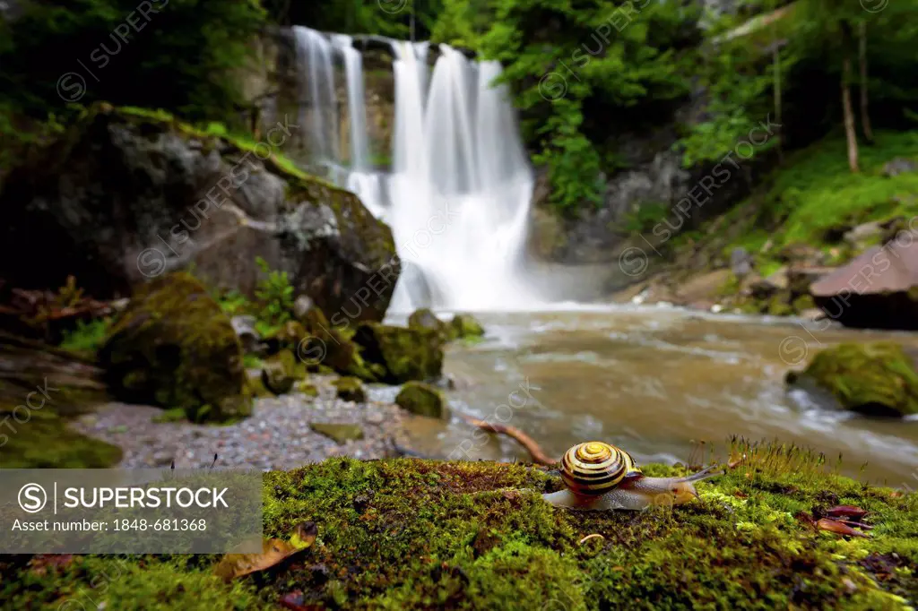 Snail (Cepaea sp.) in front of Hoechfall waterfall in the Appenzell region near Teufen, Switzerland, Europe