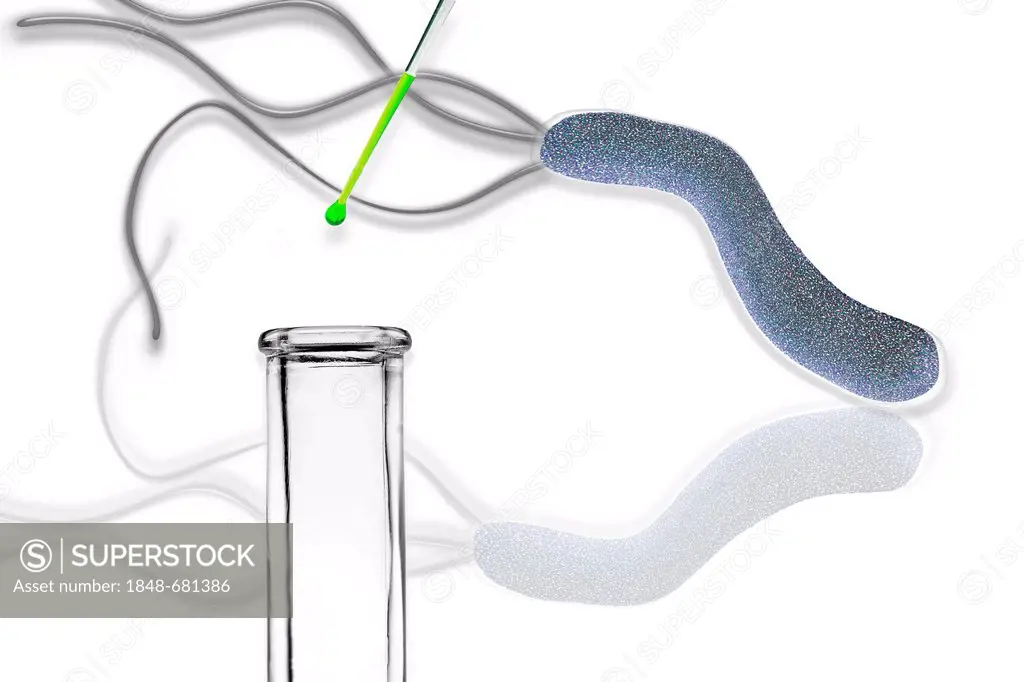 Helicobacter pylori, a harmful stomach bacteria in a test tube, illustration