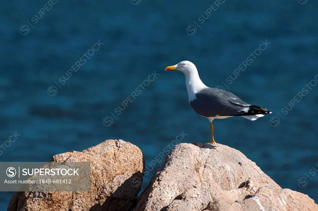 Caspian gull (Larus cachinnans), Sardinia, Italy, Europe