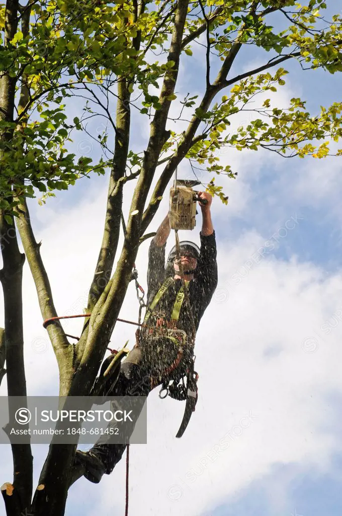 Tree climber with a chain saw, hooks, ropes and safety devices cutting down a tree, tree care services, PublicGround