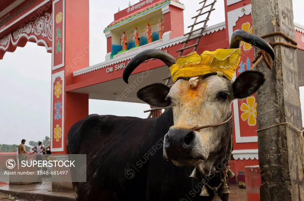 Holy cow, decorated with flower garlands, at the bathing ghat in Rameshwaram, Tamil Nadu, India, Asia