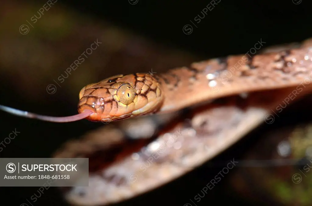 Madagascan arboreal snake (Stenophis sp.), in the rain forests of northern Madagascar, Africa