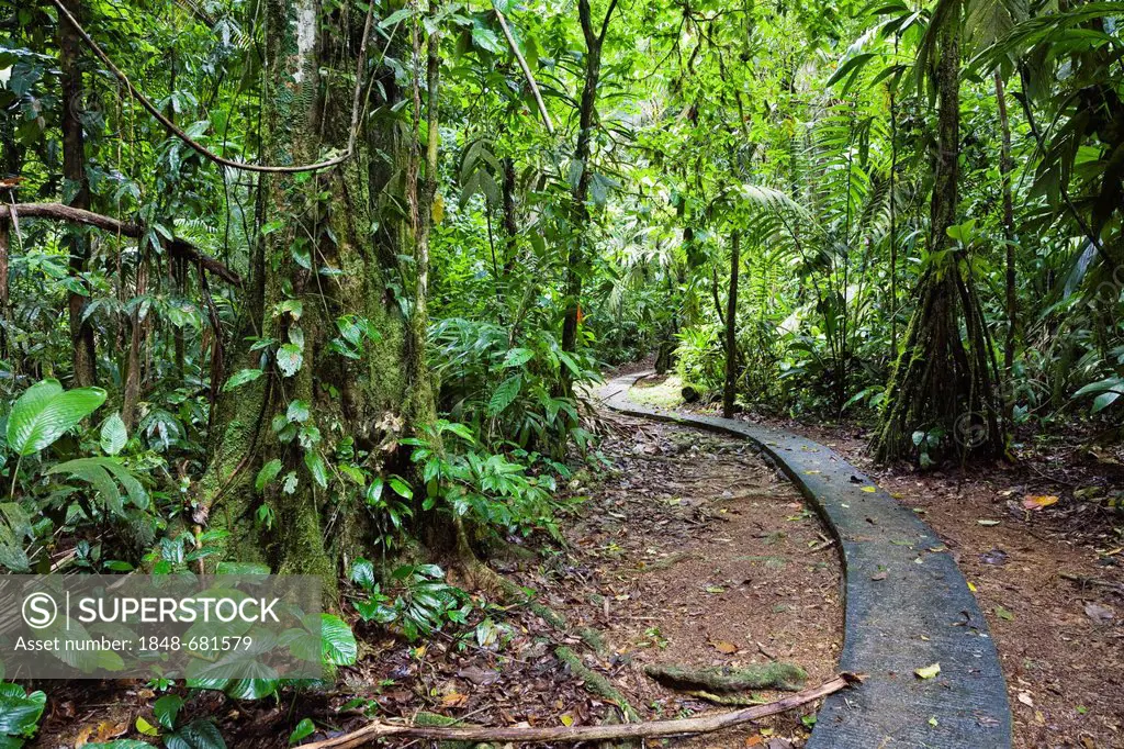 Trail in the lowland rainforest of La Selva Biological Station, Braulio Carrillo National Park, Costa Rica, Central America