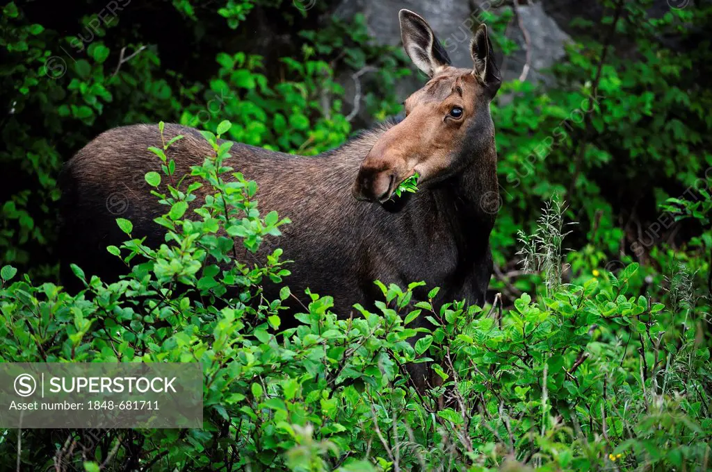 Moose (Alces alces), Newfoundland, Canada, North America